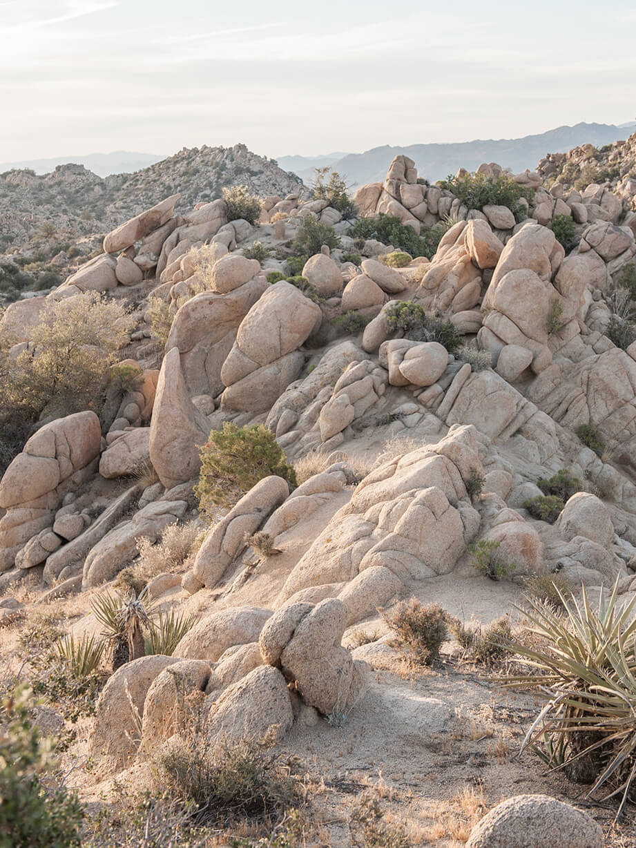 Joshua Tree